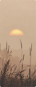 Harvest Sunrise Bronze